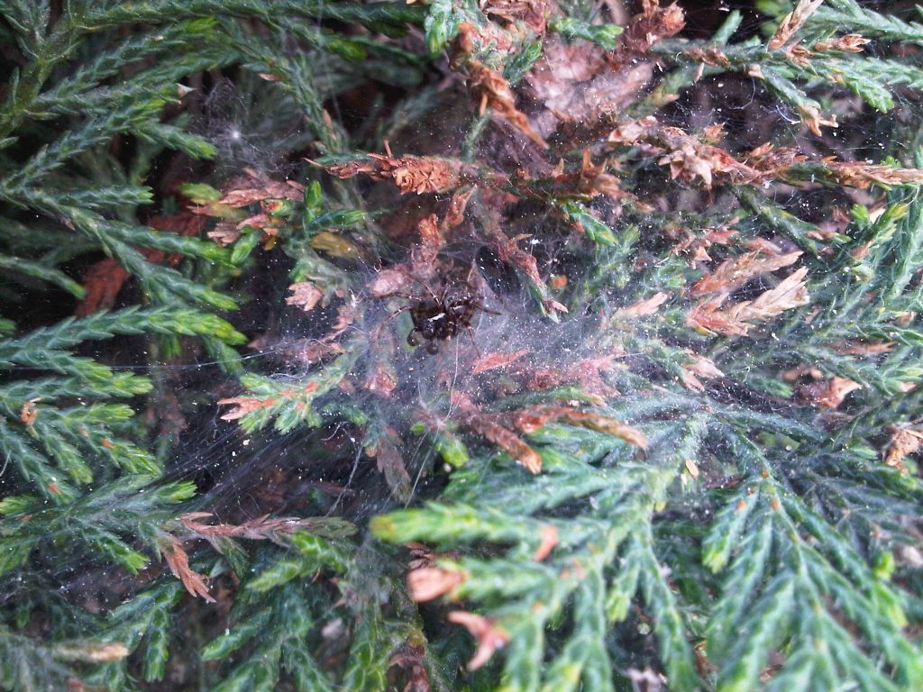 Lycoside? Textrix sp.! - Fenestrelle (TO)